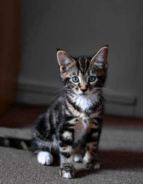 istock Adorable domestic playing pets 2174239395