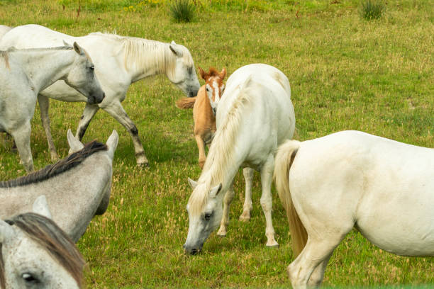 Camargue colt is brown until it matures as a white adult, Manade Ranch,  Camargue, France, Europe