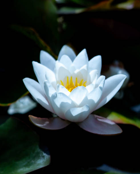 istock Flowers are nature’s delicate masterpieces 2174241162