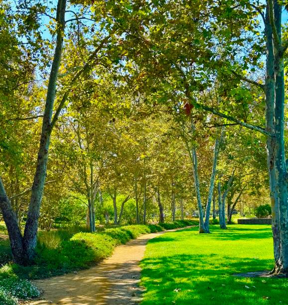 Dirt path in the woodlands for bikes and hiking