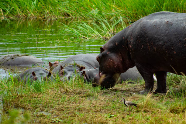 istock Hippopotamus Family in Rwanda 2174242643