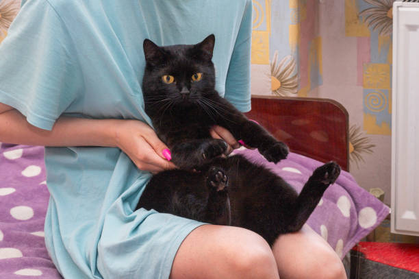 a black cat in the hands and on the lap of a girl