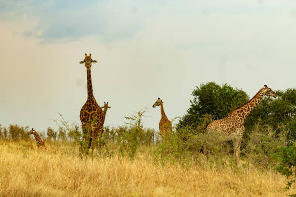 istock Giraffes Grazing in the African Savanna. 2174244136
