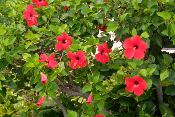 istock Tropical flowers at Ko Olina Oahu 2174244187