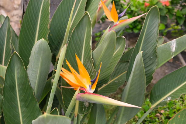 istock Tropical flowers at Ko Olina Oahu 2174244262