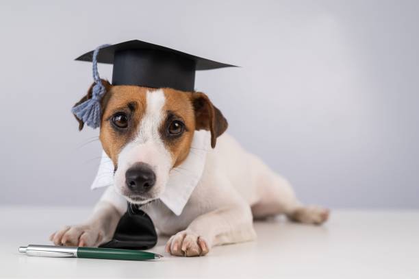 istock Jack Russell Terrier dog in a tie and academic cap sits on a white table. 2174245442