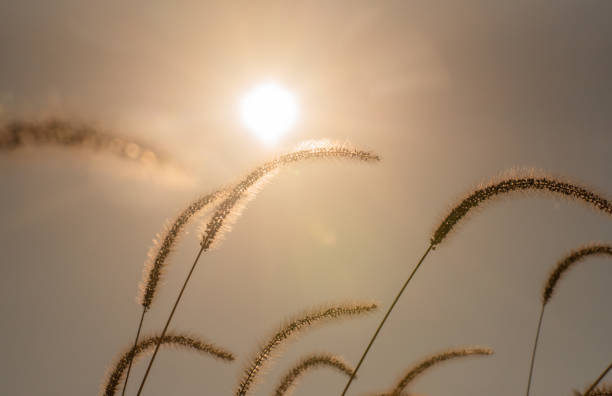 Setaria pumila in autumn in a wild field