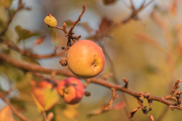 Apples in the old autumn garden