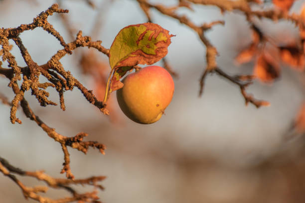 Apples in the old autumn garden