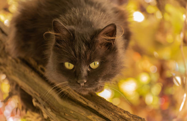 Domestic fluffy cat on the vine