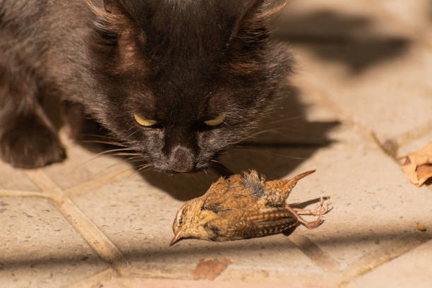 istock A cat and her prey a small bird 2174245822