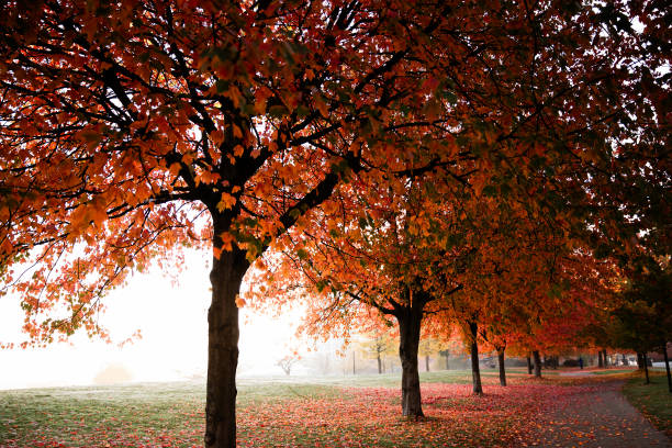 autumn leaves and fog
