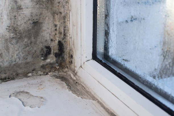 istock mold fungus on the window 2174247140