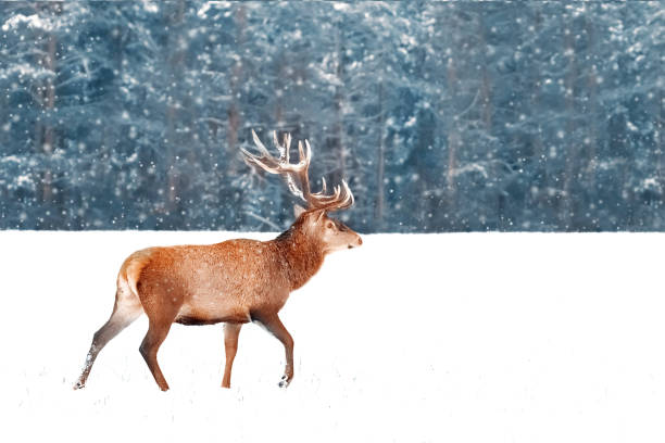 istock Noble deer in a snowy winter forest. Christmas image. 2174250029