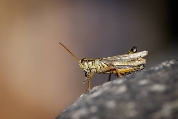 Motivational Hang in there, South African Milkweed Locust Grasshopper with textures . showing the Beauty in nature. Closeup makro photograph in a studio with isolated on a  black background.