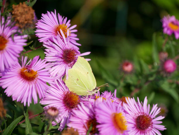 istock Butterfly on pink flower 2174251251