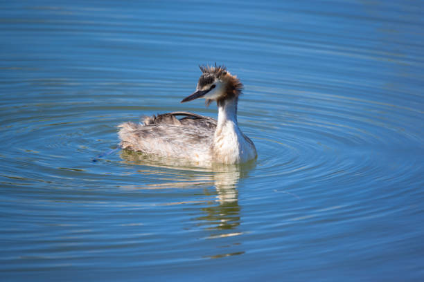 Great crested grebe looking to the side in the deep blue water circular waves, beautiful reflection in the pond, during the day sunshine without people