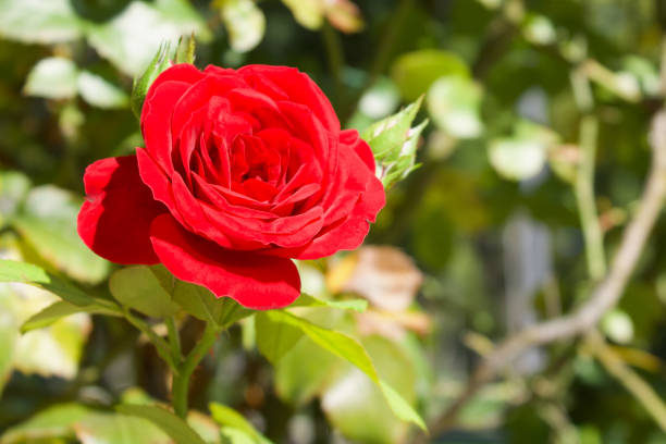 A detailed close-up of a vibrant red rose in full bloom, captured in bright sunlight. The background features blurred green foliage, highlighting the flower's rich color and delicate petals.