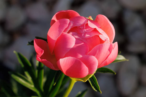Pink Hawaiian Coral peonies are show-stoppers in any garden, offering unique coral blooms that transition to softer tones over time. Their semi-double structure, early bloom time, and easy care make them a rewarding addition to spring gardens, as well as a favorite for floral displays. With the right conditions and care, they’ll provide vibrant color and beauty for years to come.