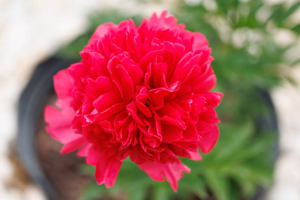 Wild peonies in nature
