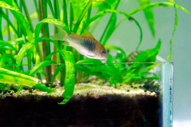 istock Bronze corydoras freshwater fish - Corydoras aeneus 2174254878