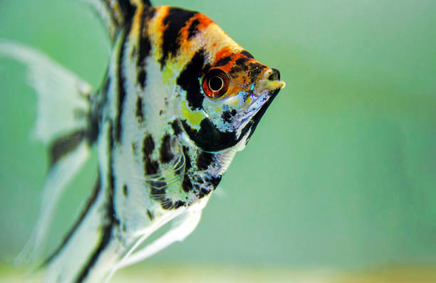 istock Koi tricolor freshwater angelfish - Pterophyllum scalare 2174254884