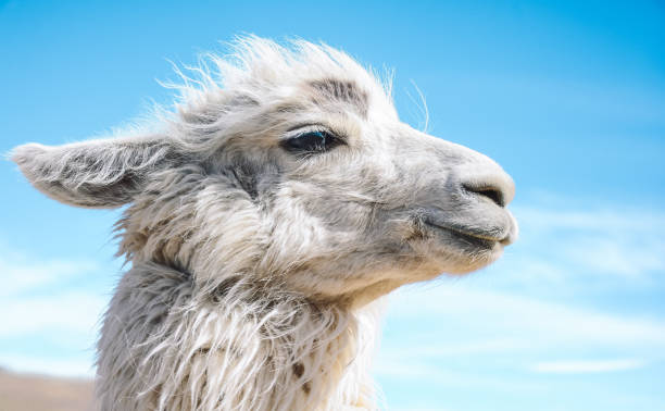 istock Close up of a Llama with an isolated blue background 2174254893