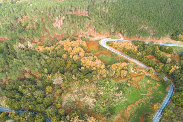 istock Curvy mountain road in a forest in autumn, aerial view from a drone 2174257452