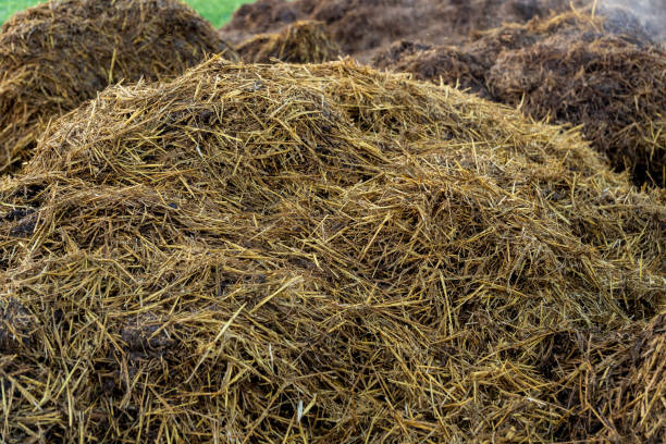 istock A large mound of fresh manure is prominently displayed at a farm, highlighting its potential as an organic fertilizer to enrich the soil for upcoming planting 2174262727