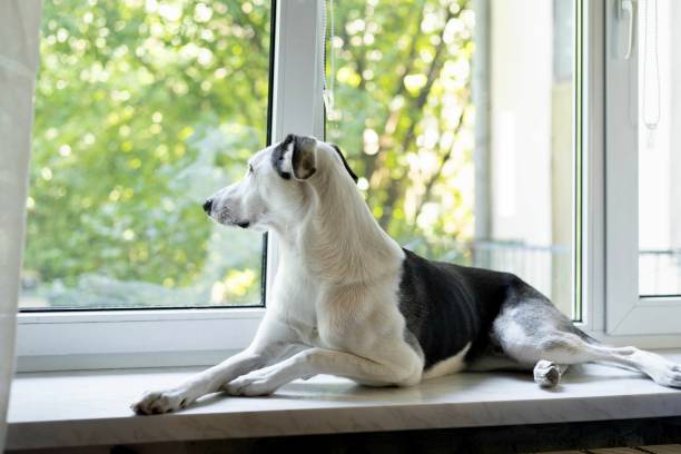istock a cute dog looks out the window 2174265806