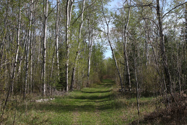 Grassy trail at Hecla Grindstone Provincial Park, Manitoba