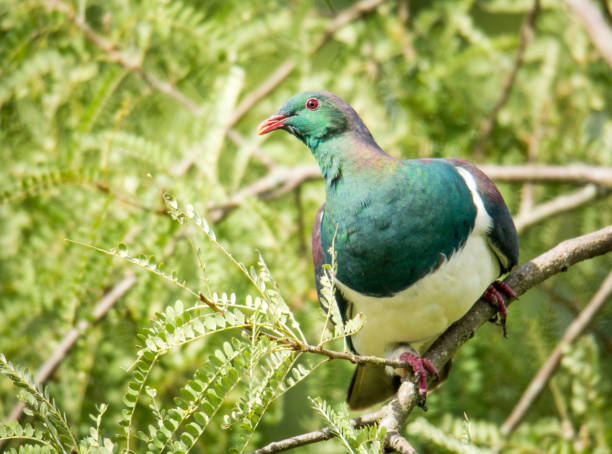istock New Zealand wood Pidgeon 2174269129