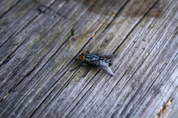 Black Fly