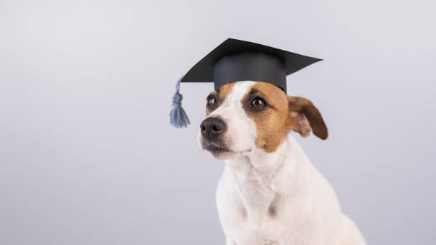 istock Cute dog jack russell terrier in an academic cap on a white background. Copy space. 2174270309