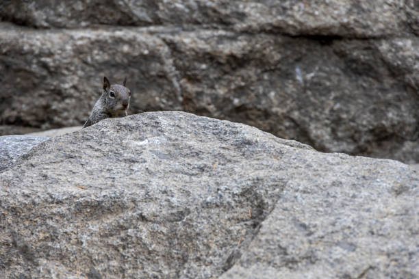 A California ground squirrel on granite rocks at Yosemite Falls, Yosemite National Park. Captured in its natural habitat, showcasing the rugged beauty and wildlife of the park.