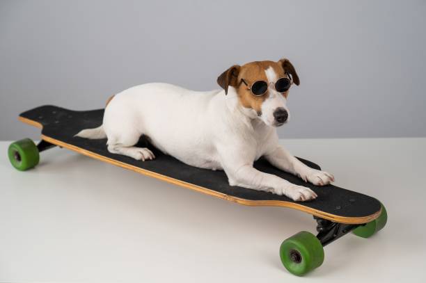 istock Jack russell terrier dog in sunglasses rides a longboard on a white background. 2174270428