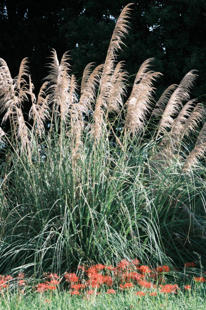 istock Autumn with red spider lilies and silver grass 2174272123