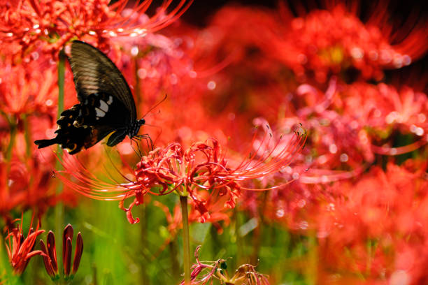A cute butterfly sucking nectar from a red spider lily
