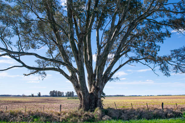 istock Landscape in Argentina Trees and pasture fields 2174272520