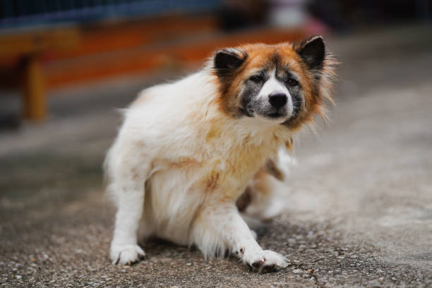 istock A white long-haired Thai dog actively scratches itself while sitting on a rough cement court. 2174273497