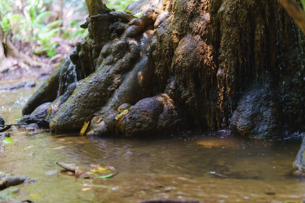 A scenic view of a tree trunk emerging from a shallow stream, surrounded by lush foliage, showcasing the beauty of nature and serenity of the ecosystem.