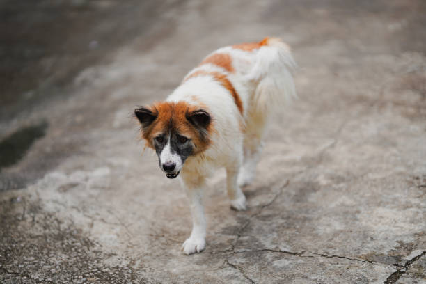 istock A playful dog with a fluffy coat walks on a textured surface, showcasing its lively nature and friendly demeanor in a natural setting. 2174273689