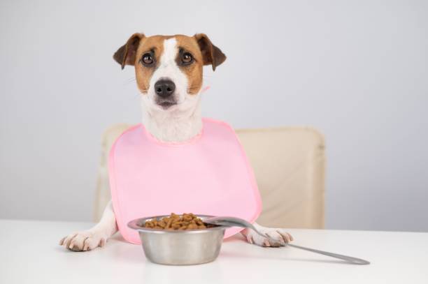 istock Dog jack russell terrier at the dinner table in a pink bib. 2174277318