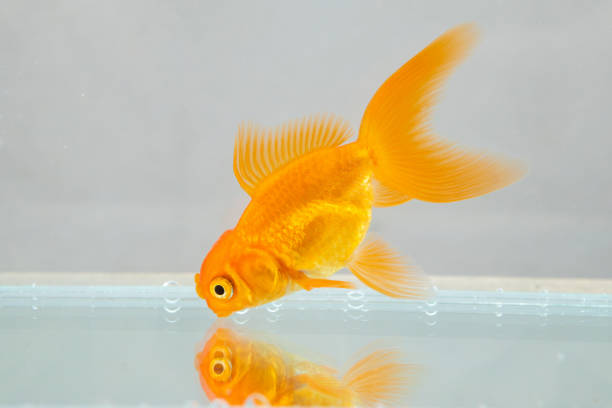 A vibrant goldfish glides in its glass bowl, surrounded by colorful plants in sunny Seville, creating a peaceful aquatic ambiance.
