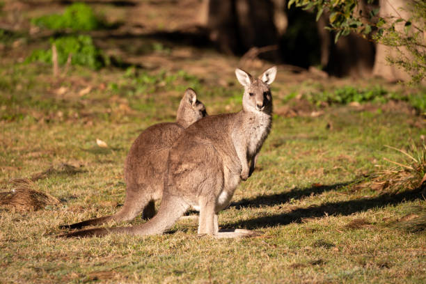 istock Beautiful Marsupial Australian Eastern Grey Kangaroo bathes in the morning light 2174278242