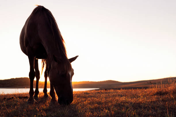 istock horse grazing in a field with beautiful sunset 2174278638