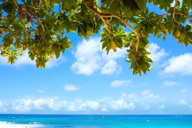 Distant view past tree to sisters lying on beach, Mokuleia Beach, Maui