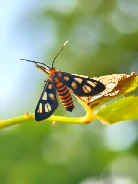 istock Amata moth with orange and black colors 2174280755