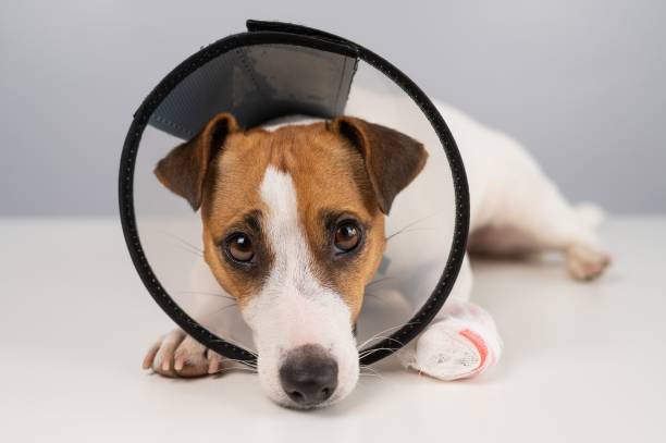 istock Jack Russell Terrier dog with a bandaged paw in a cone collar. 2174284794