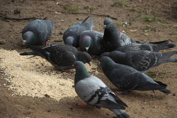 The flock of pigeons eats bread on the ground.